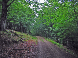 Des merveilles au pays d'Alysse - Le Tour du Coronat - 4eme jour Nohèdes (995 m) - Refuge de Callau (1.540 m) 15 kms.