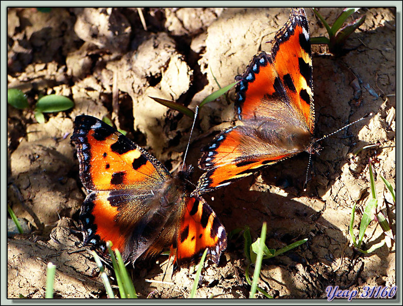 Papillon Petite tortue ou Vanesse de l'ortie (Aglais urticae) - Aspet - 31  (Faune)