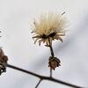 Fleur hiver 4_2023