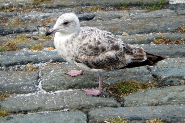 at07 - Une mouette