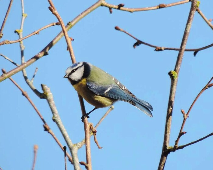 La Mésange bleue (Parus caeruleus)