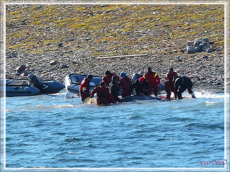 Les scientifiques étaient là pour capturer et étudier les narvals - Tremblay Sound - Terre de Baffin - Nunavut - Canada