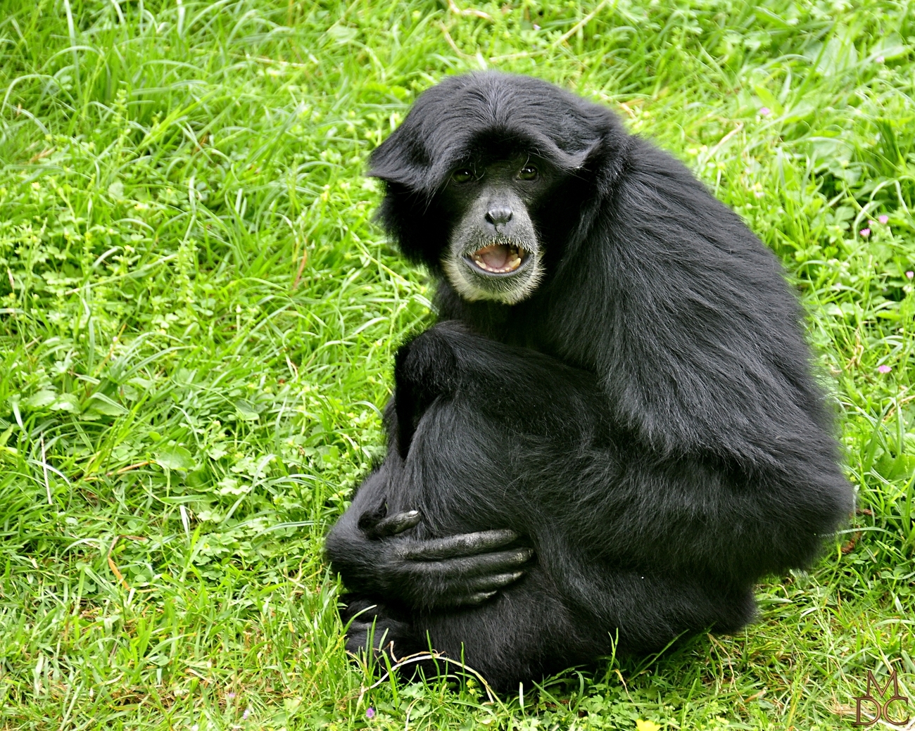 Gibbon Siamang