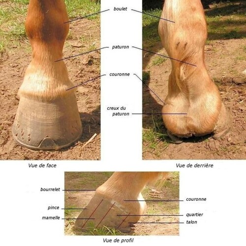 La morphologie du cheval