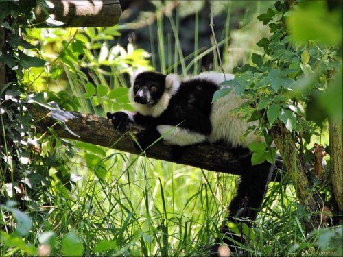 Vari noir et blanc (Zoo des Sables d'Olonne)