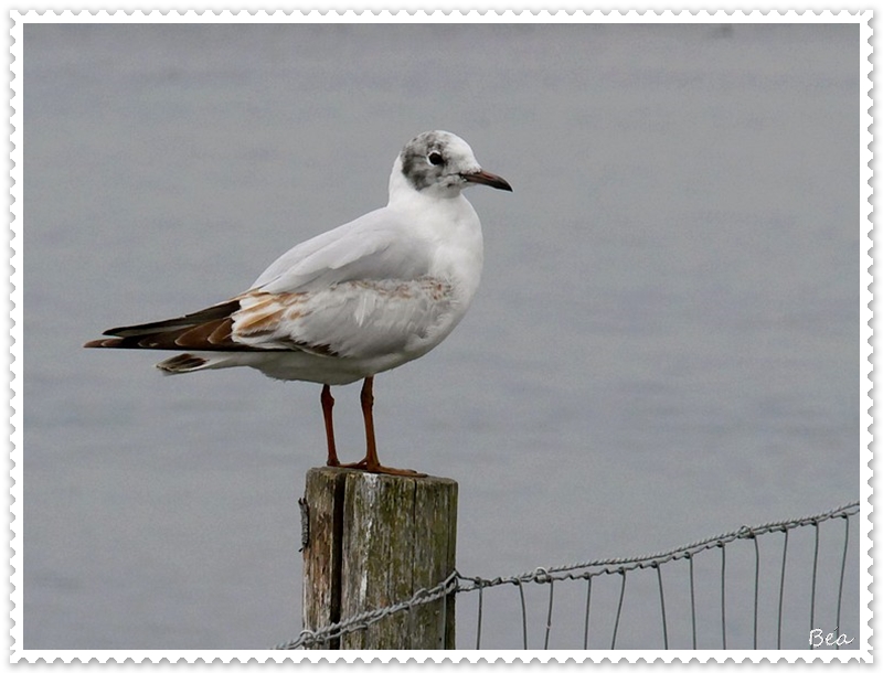 Vos gueules les mouettes !