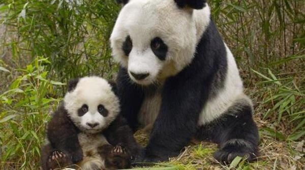 Adorables bébés animaux