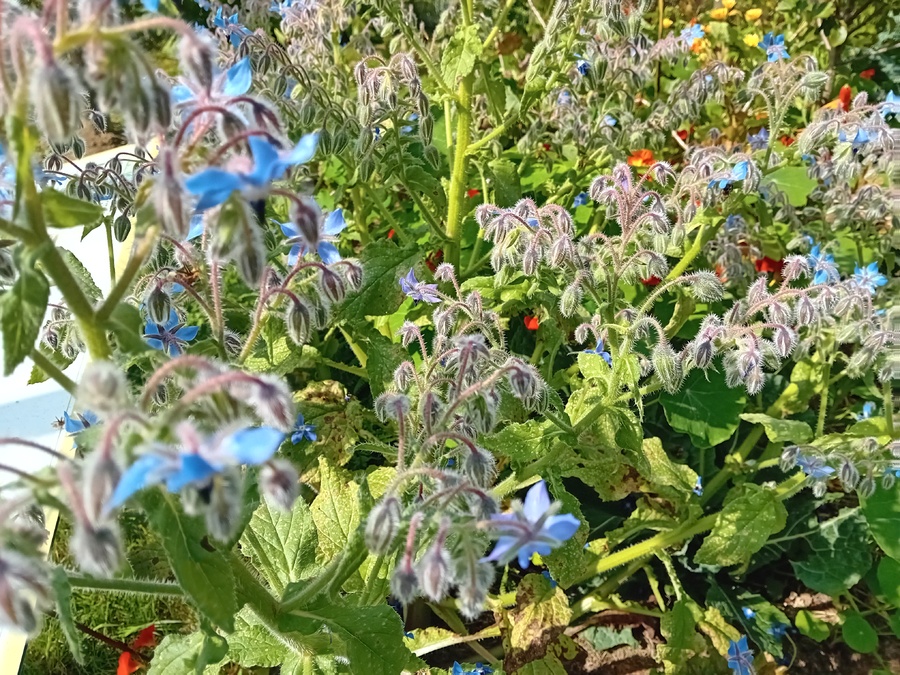  le relec et son potager 