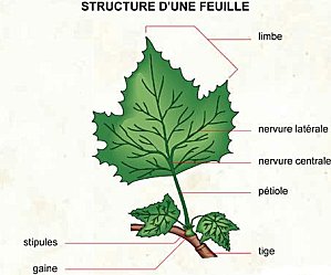 Structure-d-une-feuille.jpg