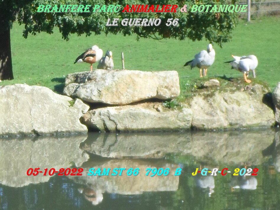 PARC DE BRANFERE 56190 LE GUERNO:  15/15   D  10-05-2023