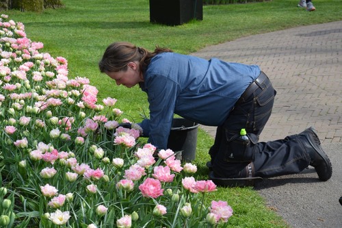 Pays-Bas, Au pays des tulipes - avril 2019