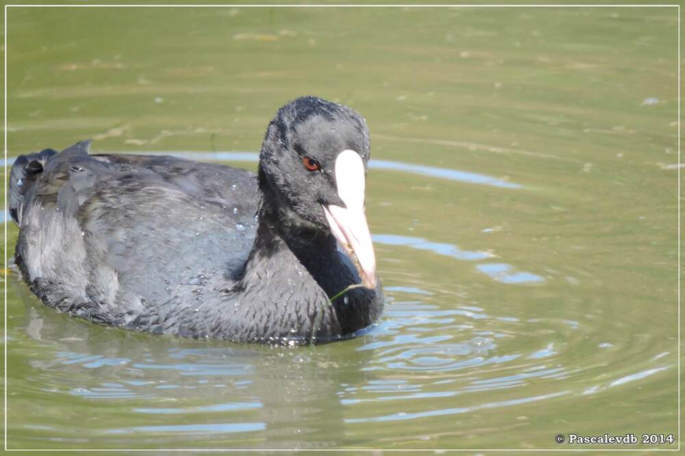 Balade estivale au Teich - 5/6