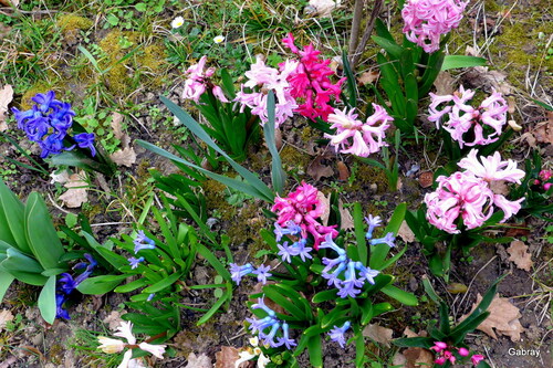 Des fleurs dans mon jardin fin mars...