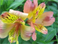 Fleurs en Seine : parents et enfants célèbrent la fête des plantes