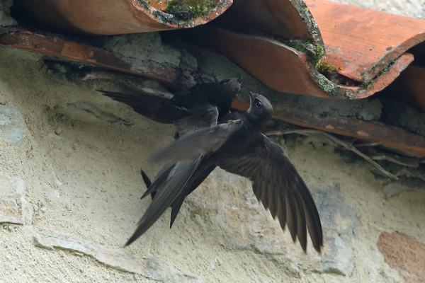 Les Martinets noirs de Figeac