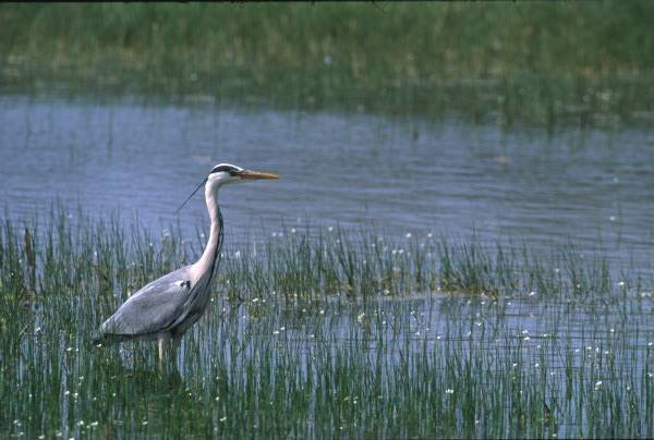 heron_cendre.jpg