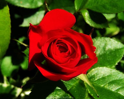 fond ecran rose rouge015-1280