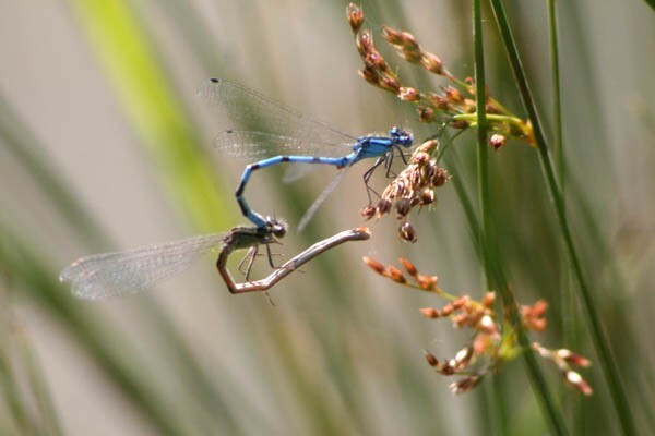 Demoiselles - photo J. (l'a.) B.