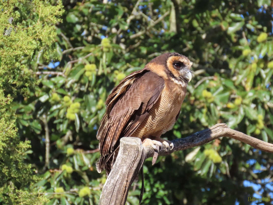 les oiseaux au Puy du Fou