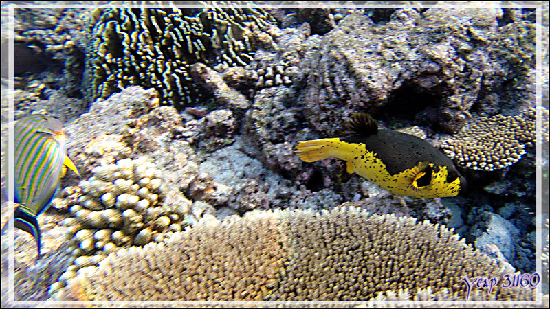 Poisson-ballon à taches noires ou Tétrodon jaune, Blackspotted puffer (Arothron nigropunctatus), spécimen très jaune - Snorkeling à Thudufushi - Atoll d'Ari - Maldives