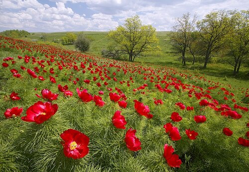 Pivoine Paeonia tenuifolia herbacée abondante dans les steppes d'Europe de l'Est (ici aire protégée région de Volgograd Russie) Пион_тонколистный.jpg