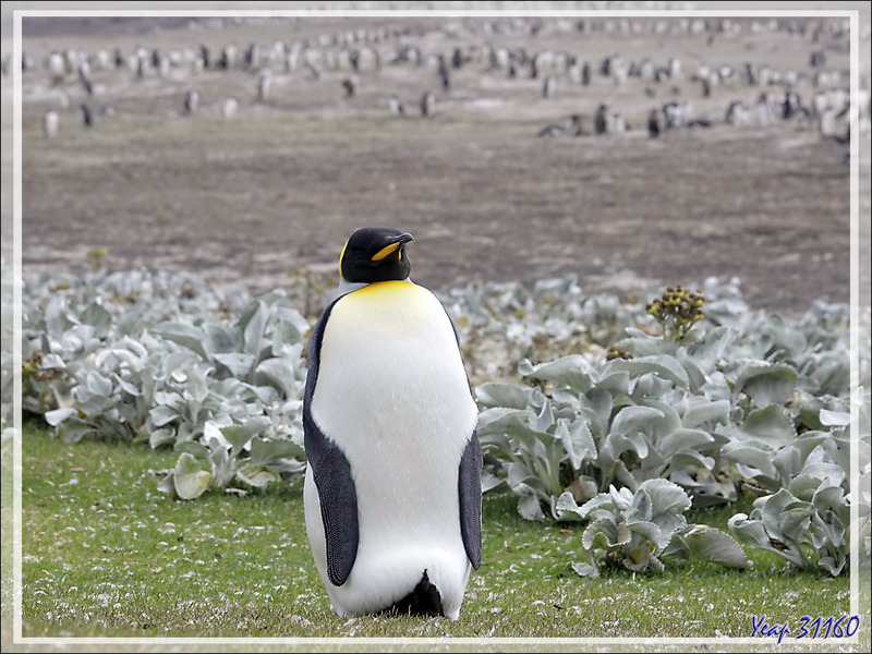 Un dernier regard sur des Manchots royaux isolés, King penguin (Aptenodytes patagonicus) - The Neck (Le Détroit) - Saunders Island - Falkland (Malvinas, Malouines) - Grande-Bretagne