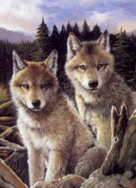 5 Images de Loups