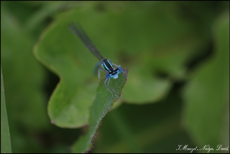 Pennipatte bleuâtre . Platycnemis pennipes