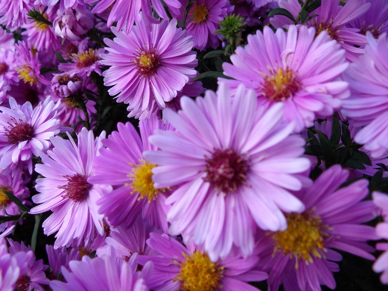 un tour de couleur au jardin