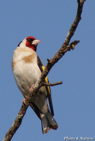 Chardonneret élégant