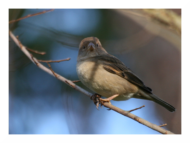 Femelle moineau