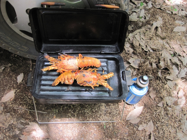 Côte d'Ivoire  Langoustes dans la forêt d'hévéas