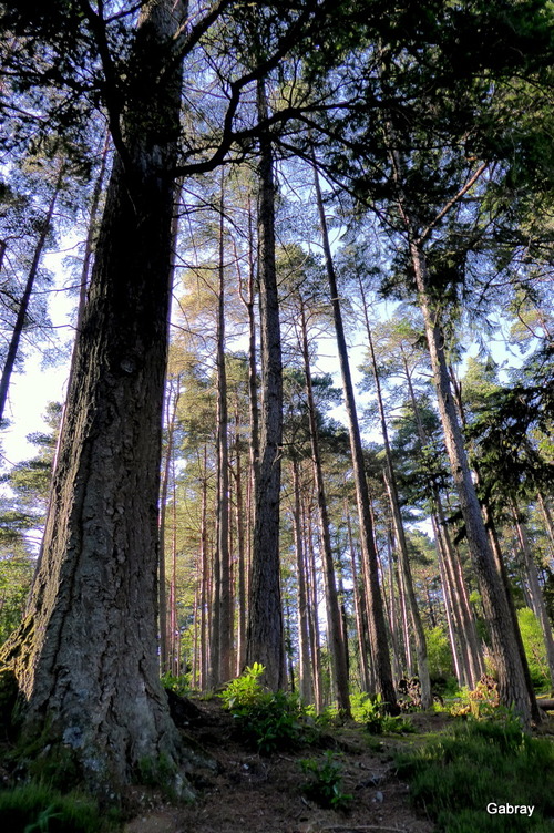 Écosse : Glencoe Lochan 