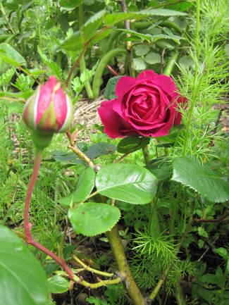 rose pourpre ' Chartreuse de Parme ' de Delbard ( Delviola )