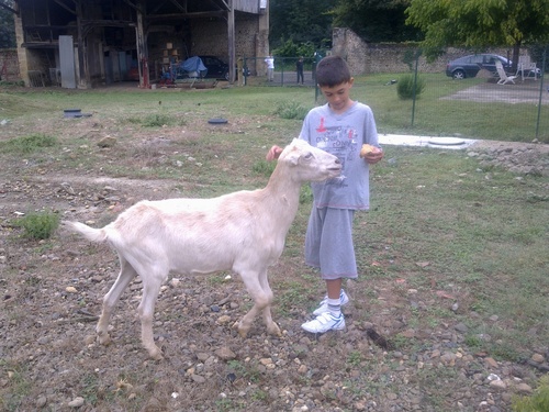 Brandon et Dylan et les animaux