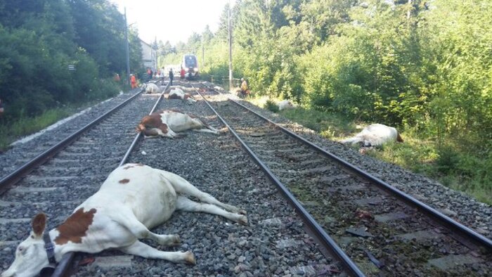 Un TGV Lyria percute un troupeau de vaches, 22 bêtes tuées 