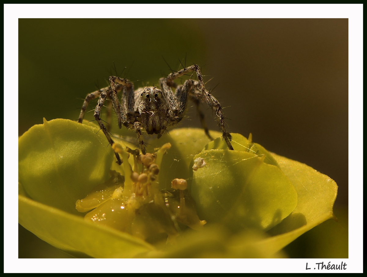 Araignées 