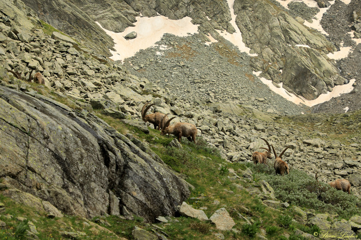 Queyras : Rencontre avec les bouquetins 