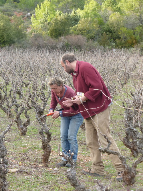 Des nouvelles de la vigne de Creuille