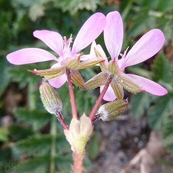 Erodium cicutarium - érodium à feuilles de ciguë - bec de grue