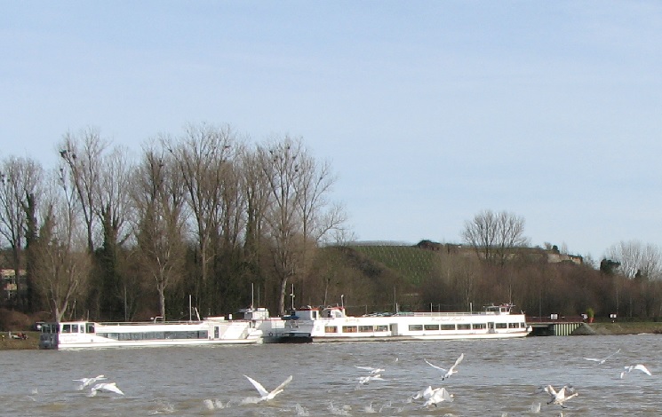 Île du Rhin 