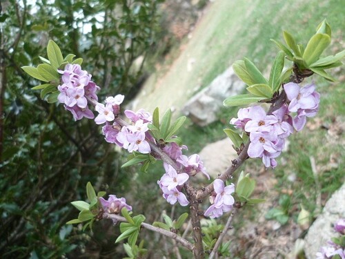 Fleurs roses