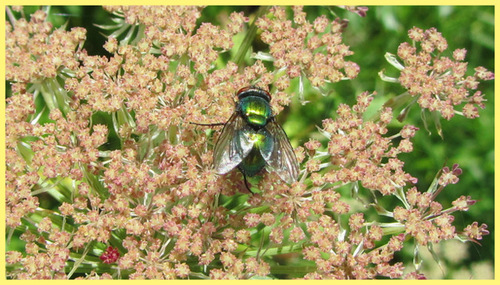 L'été au jardin