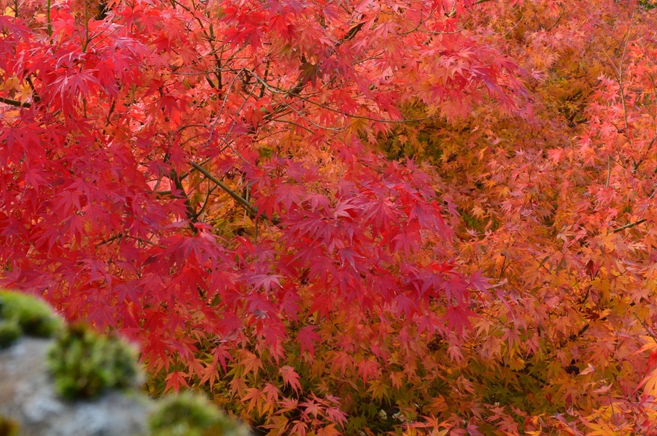 Érable japonais, couleurs d'automne