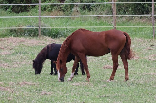 Les chevaux 