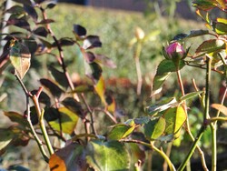 Les champions de la floraison longue durée!