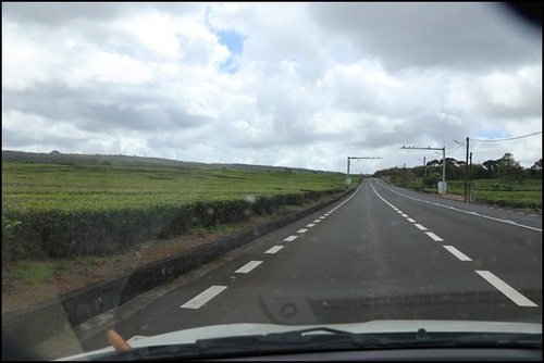 La route du thé, île Maurice 2024