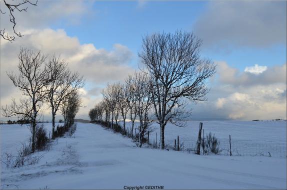 neige sur le levezou le 31/1/15 - aveyron