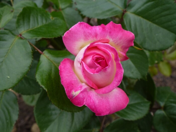 Premières roses de mon jardin