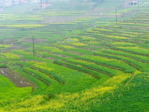 les rizières de la vallée de Kathmandu